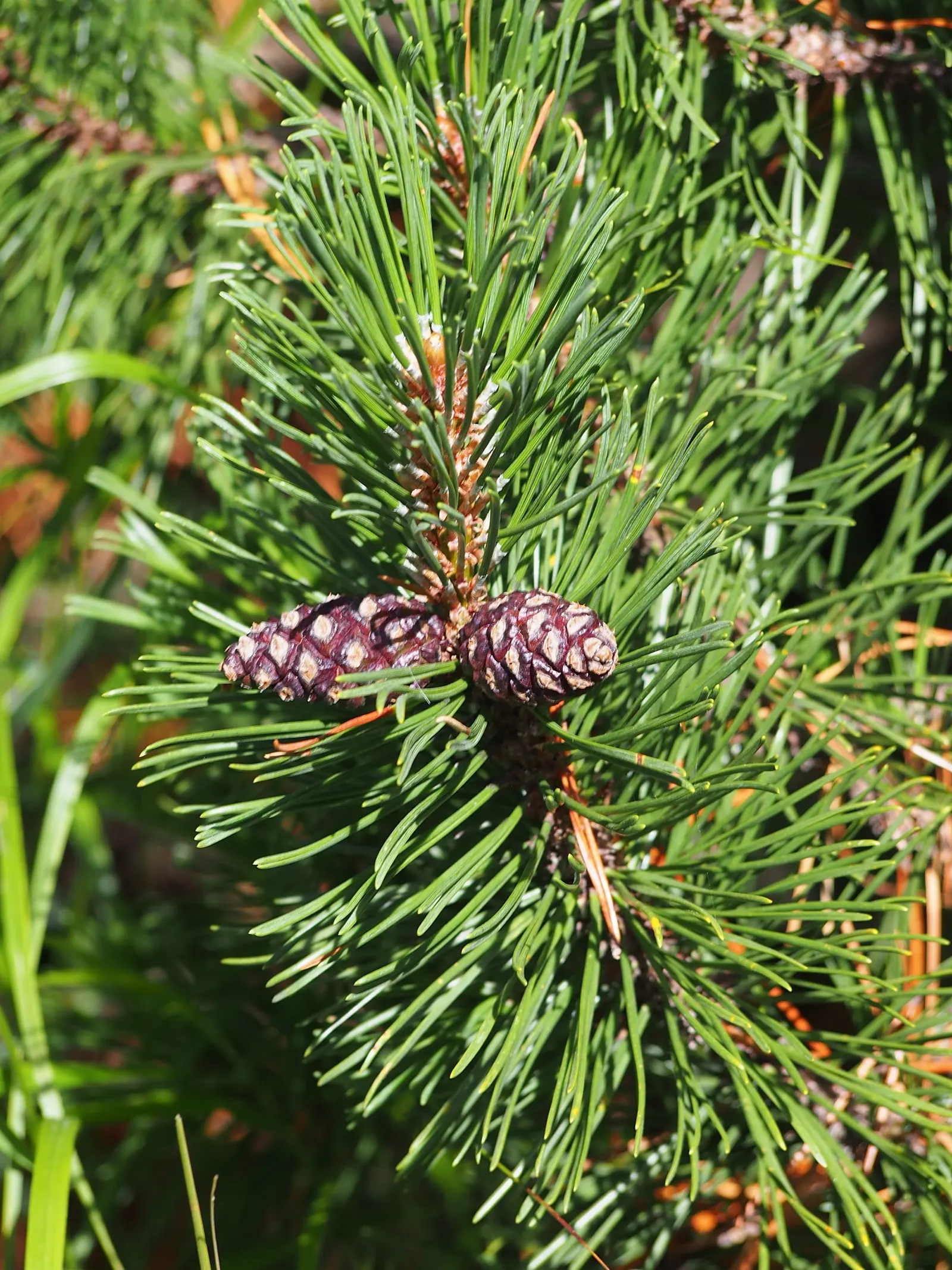 Dwarf Mugo Pine (Pinus Mugo Mugo) — These sturdy needles are presented in pairs, offering a lush and robust texture throughout the year; its dense, image 64