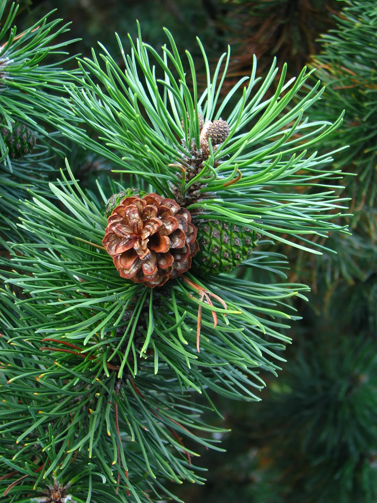 Dwarf Mugo Pine (Pinus Mugo Mugo) — This particular cultivar stands out for its uniformly dense, image 77