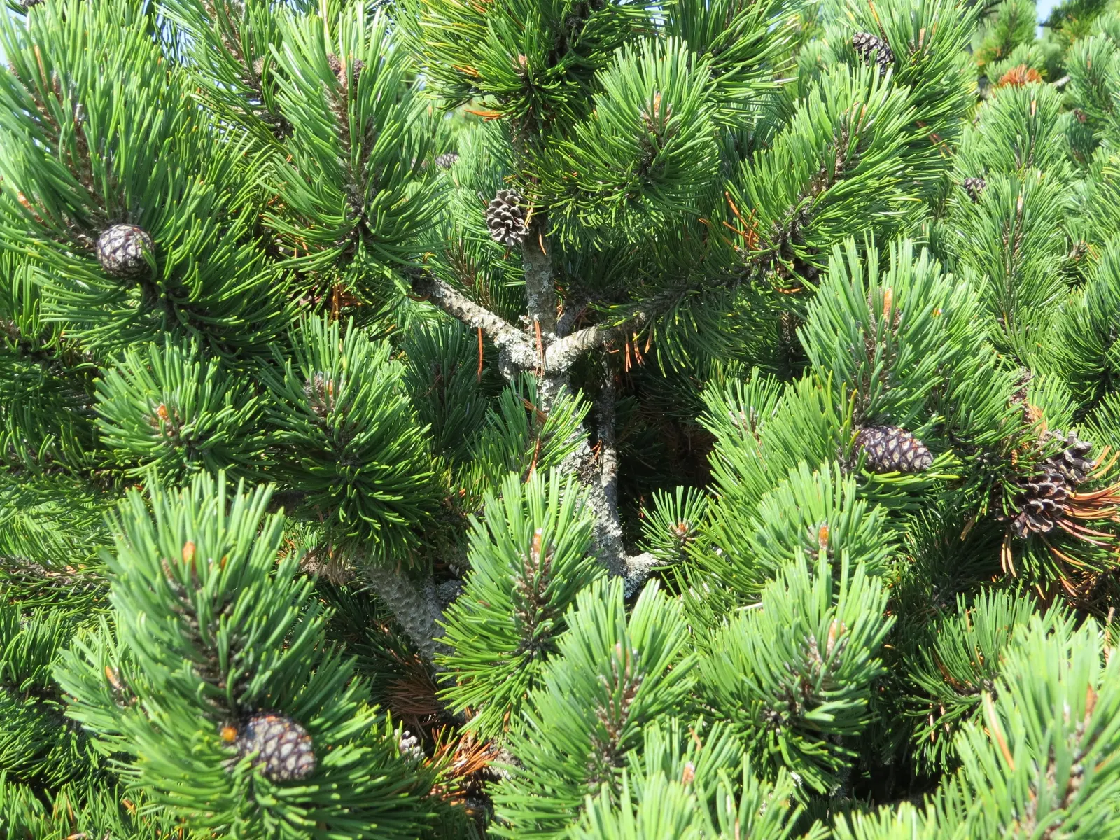 Dwarf Mugo Pine (Pinus Mugo Mugo) — It is drought-tolerant once established; conifer / shrub for full or half