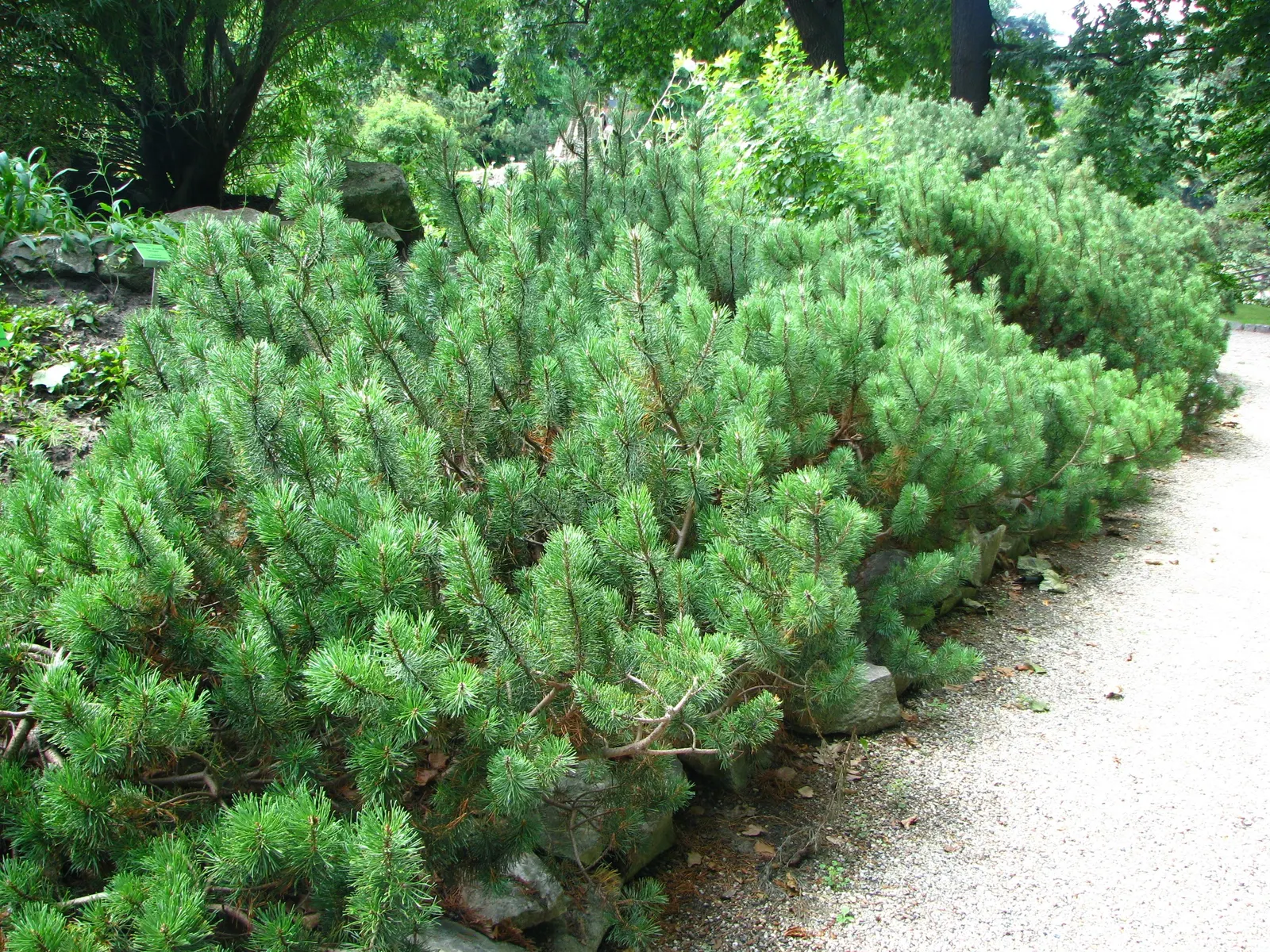 Dwarf Mugo Pine (Pinus Mugo Mugo) — designers should consider spacing these pines at least 3 to 4 feet apart to allow sufficient room for growth, image 50