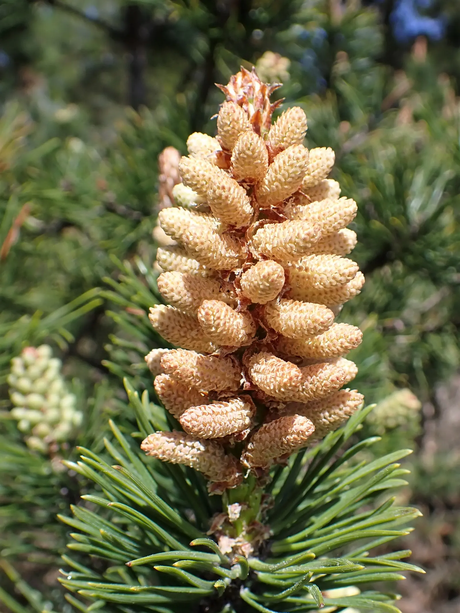 Dwarf Mugo Pine (Pinus Mugo Mugo) — it's versatile in various soil types; is a compact conifer that adds evergreen structure and resilience to any landscape