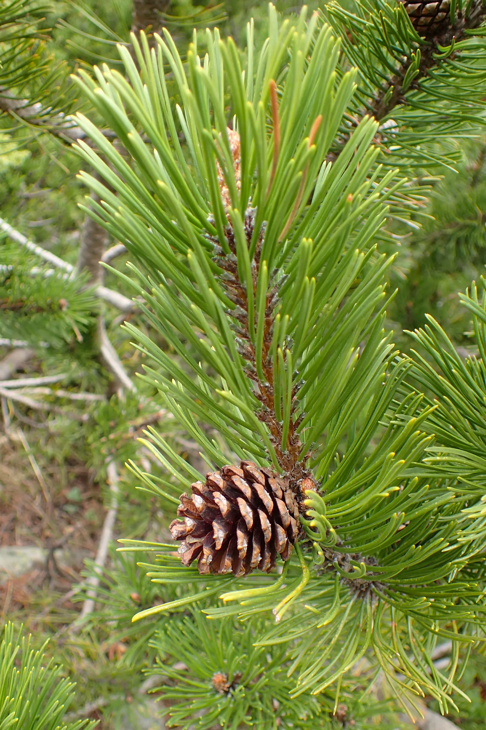 Dwarf Mugo Pine (Pinus Mugo Mugo) — making it a reliable choice for diverse landscape designs; and resistant to drought and pests, image 40