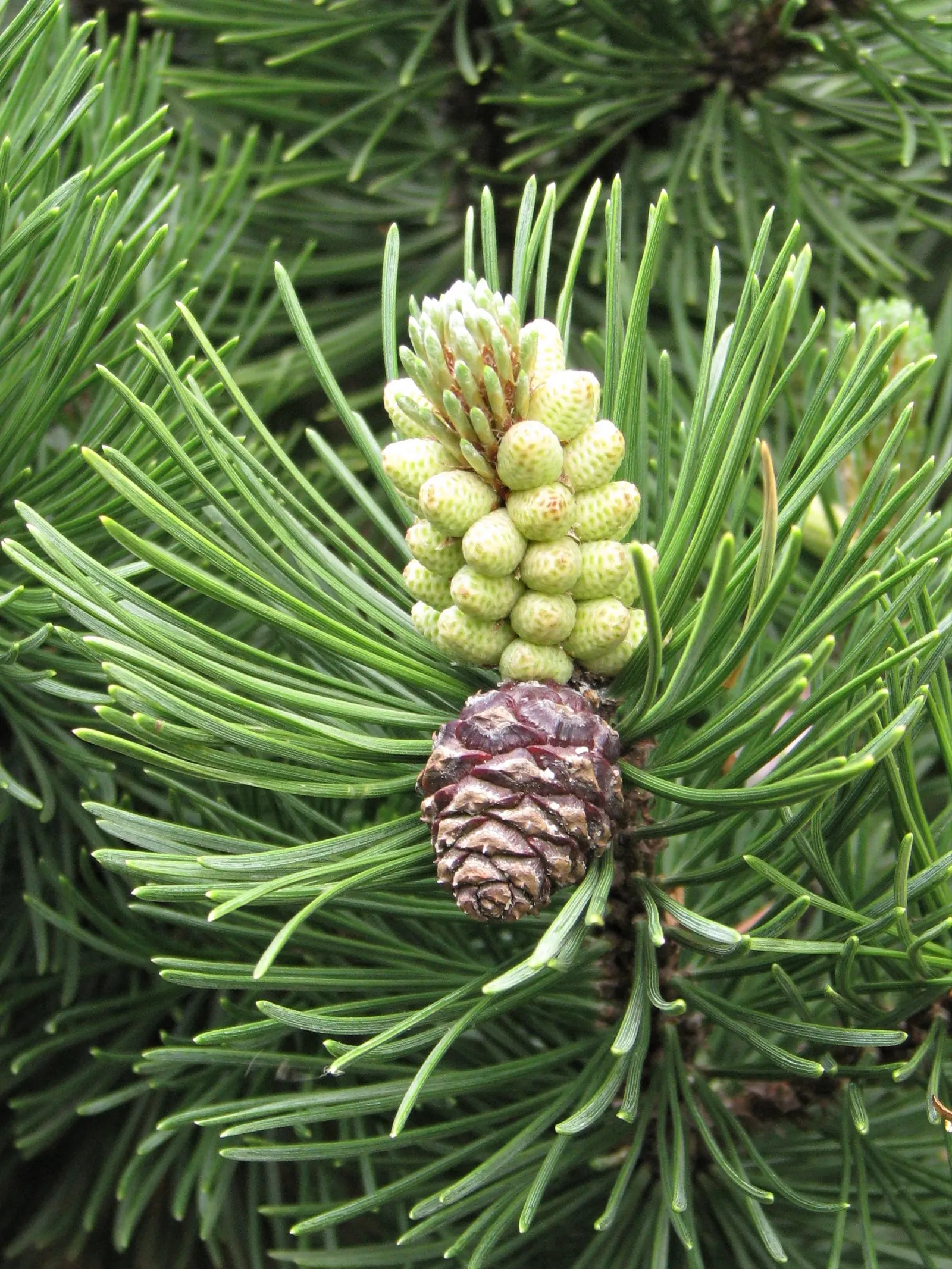 Dwarf Mugo Pine (Pinus Mugo Mugo) — making it a reliable choice for diverse landscape designs; and resistant to drought and pests