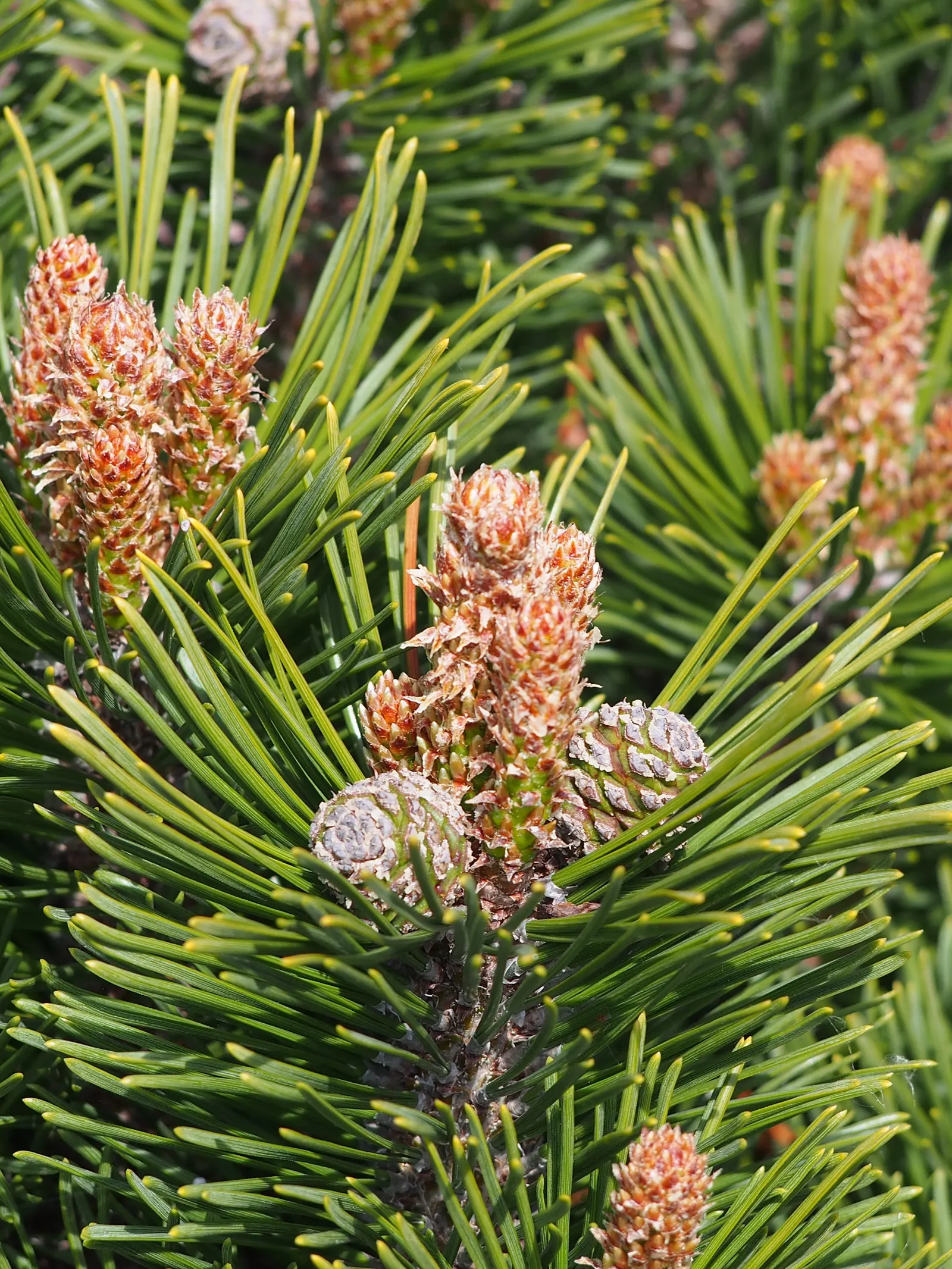 Dwarf Mugo Pine (Pinus Mugo Mugo) — the Dwarf Mugo Pine thrives in USDA zones 2-8 and prefers full sun to partial shade; reaching a mature size of, image 65