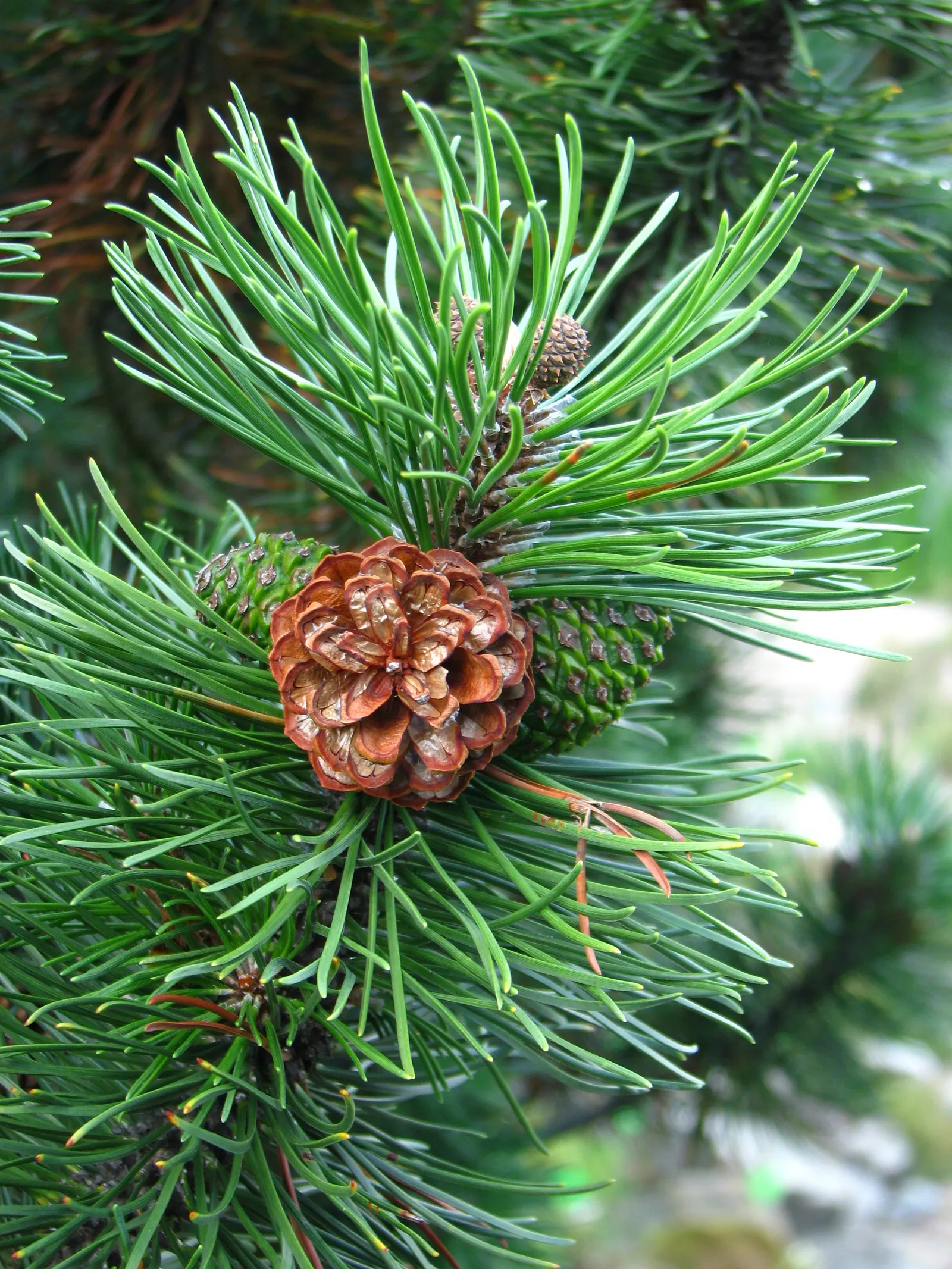 Dwarf Mugo Pine (Pinus Mugo Mugo) — Its dense, dark green needles provide a lush texture while its slow growth rate ensures low maintenance; the, image 54
