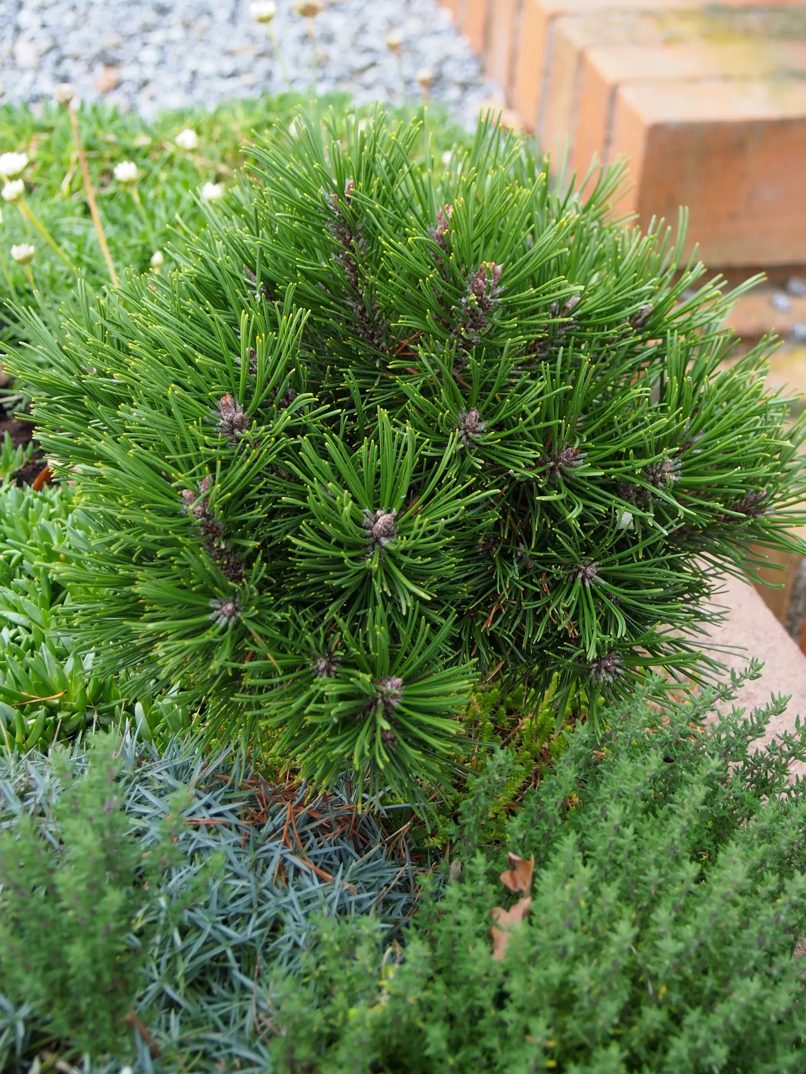Dwarf Mugo Pine (Pinus Mugo Mugo) — It is drought-tolerant once established