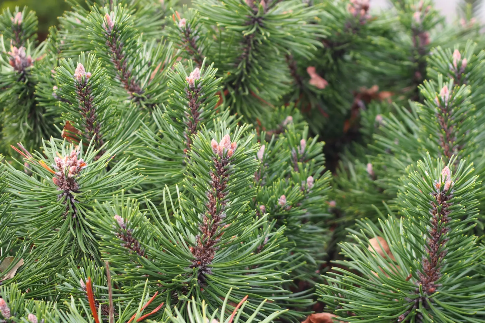 Dwarf Mugo Pine (Pinus Mugo Mugo) — designers should consider spacing these pines at least 3 to 4 feet apart to allow sufficient room for growth, image 33