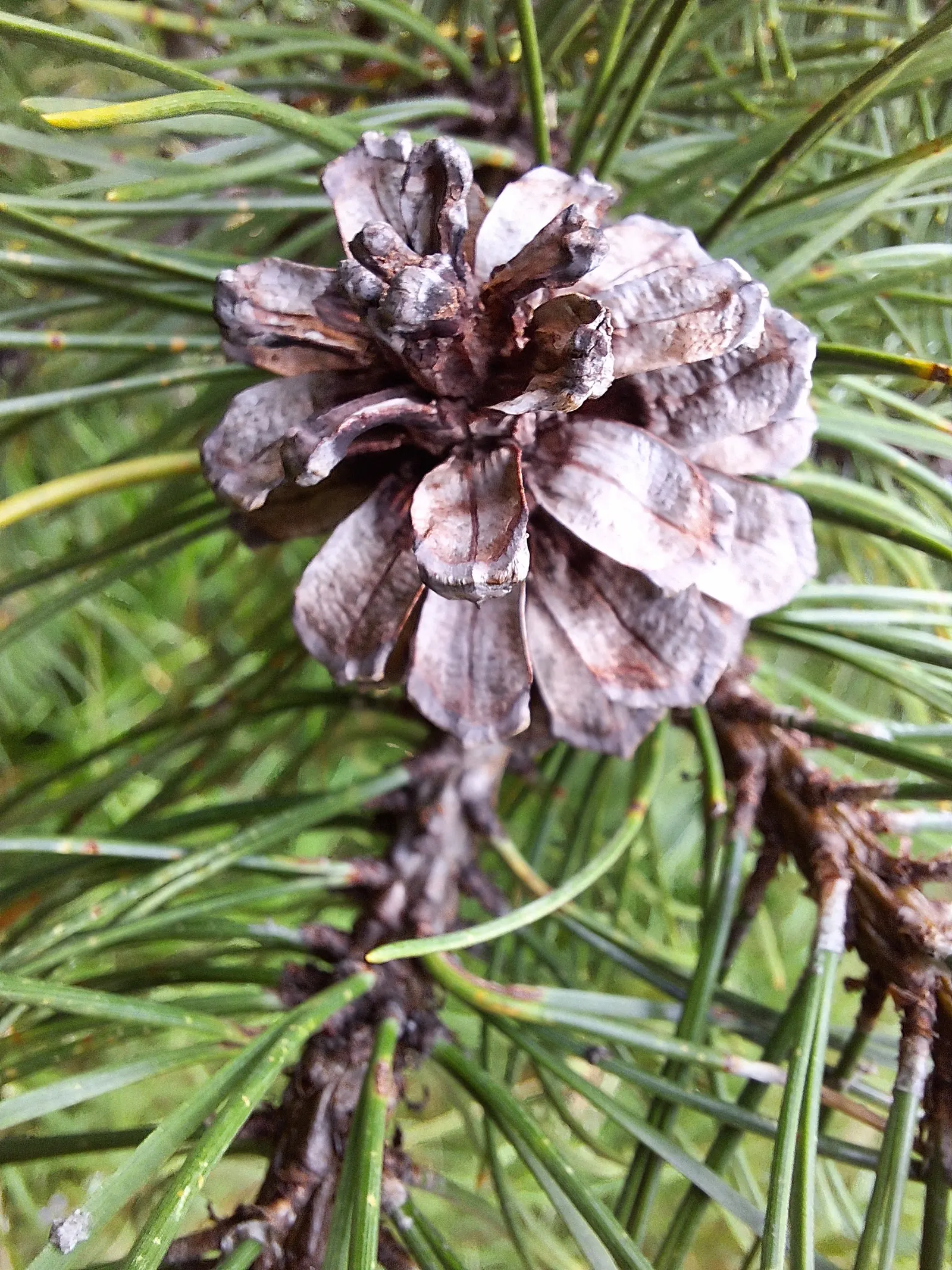 Dwarf Mugo Pine (Pinus Mugo Mugo) — conifer / shrub for full or half; the Dwarf Mugo Pine thrives in USDA zones 2-8 and prefers full sun to partial shade