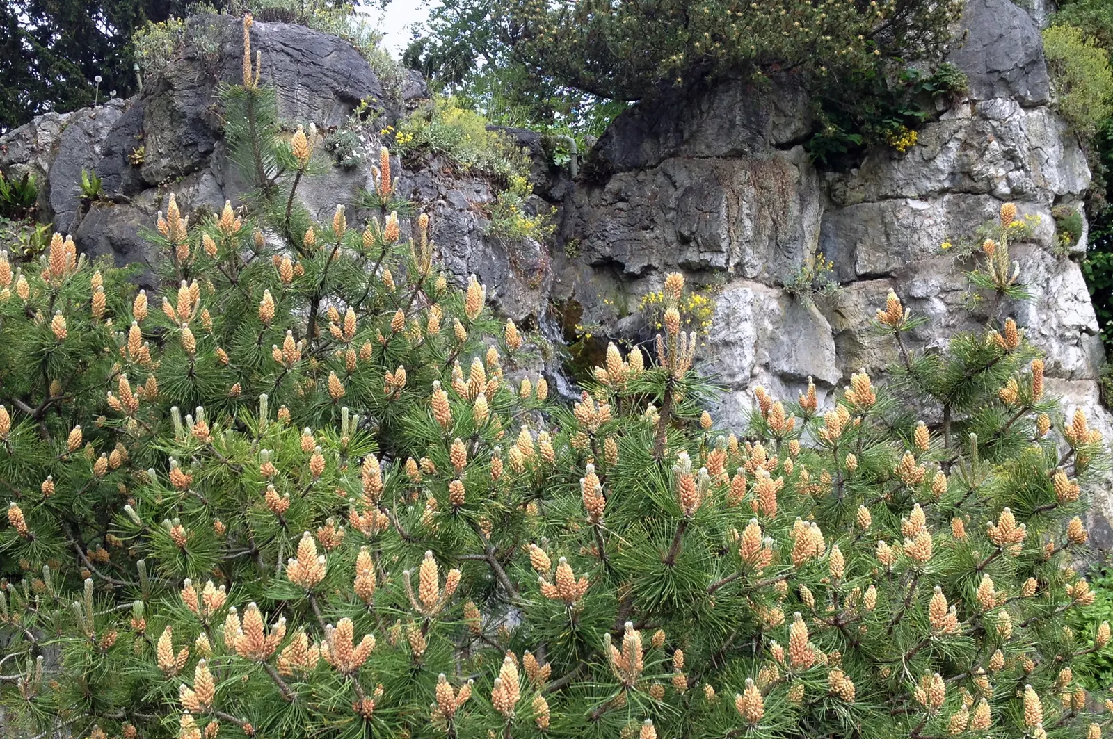 Dwarf Mugo Pine (Pinus Mugo Mugo) — making it a reliable choice for diverse landscape designs; and resistant to drought and pests, image 74