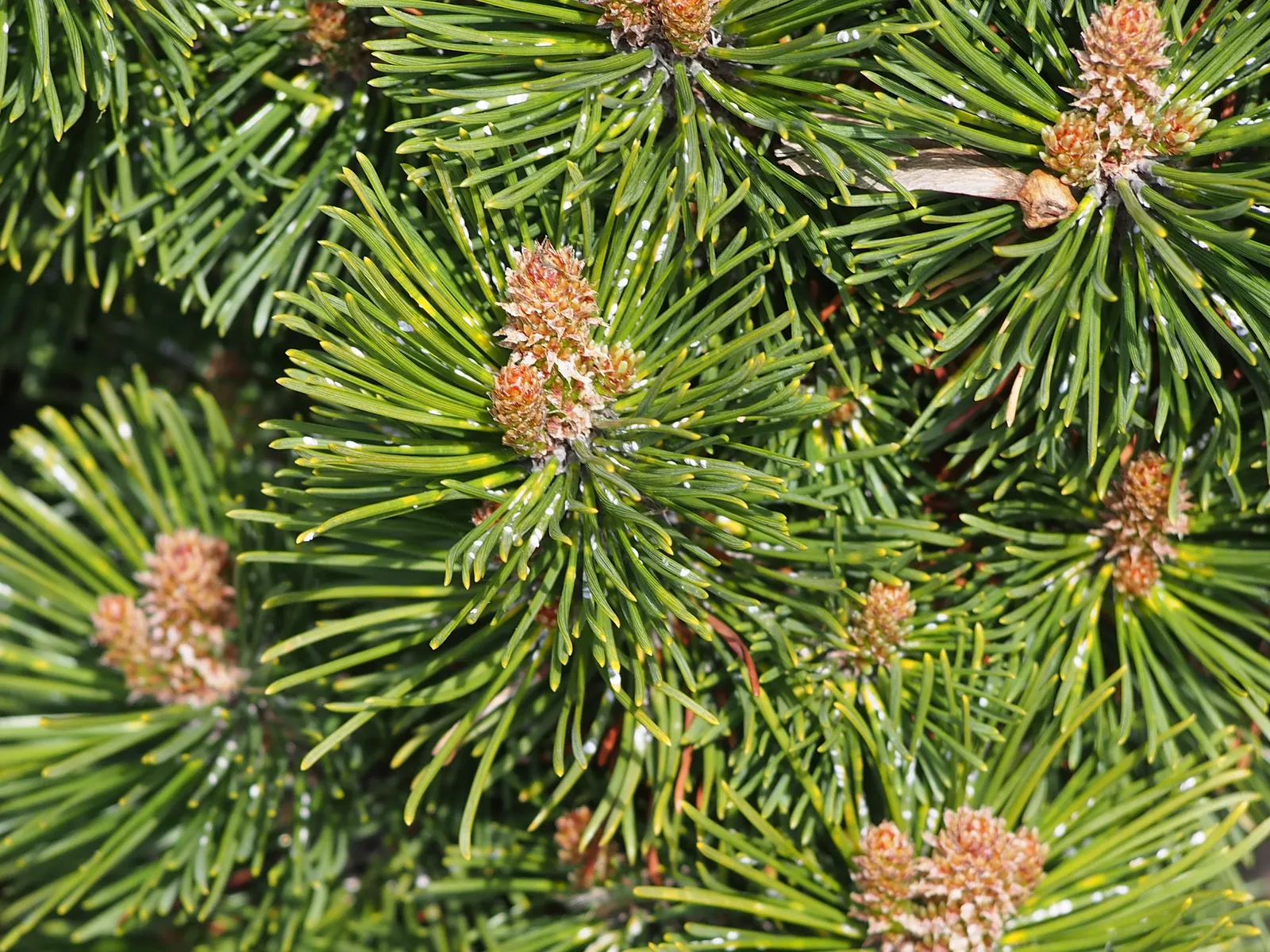 Dwarf Mugo Pine (Pinus Mugo Mugo) — It reaches 3-5 feet in height and spreads 4-6 feet, well-suited for small spaces