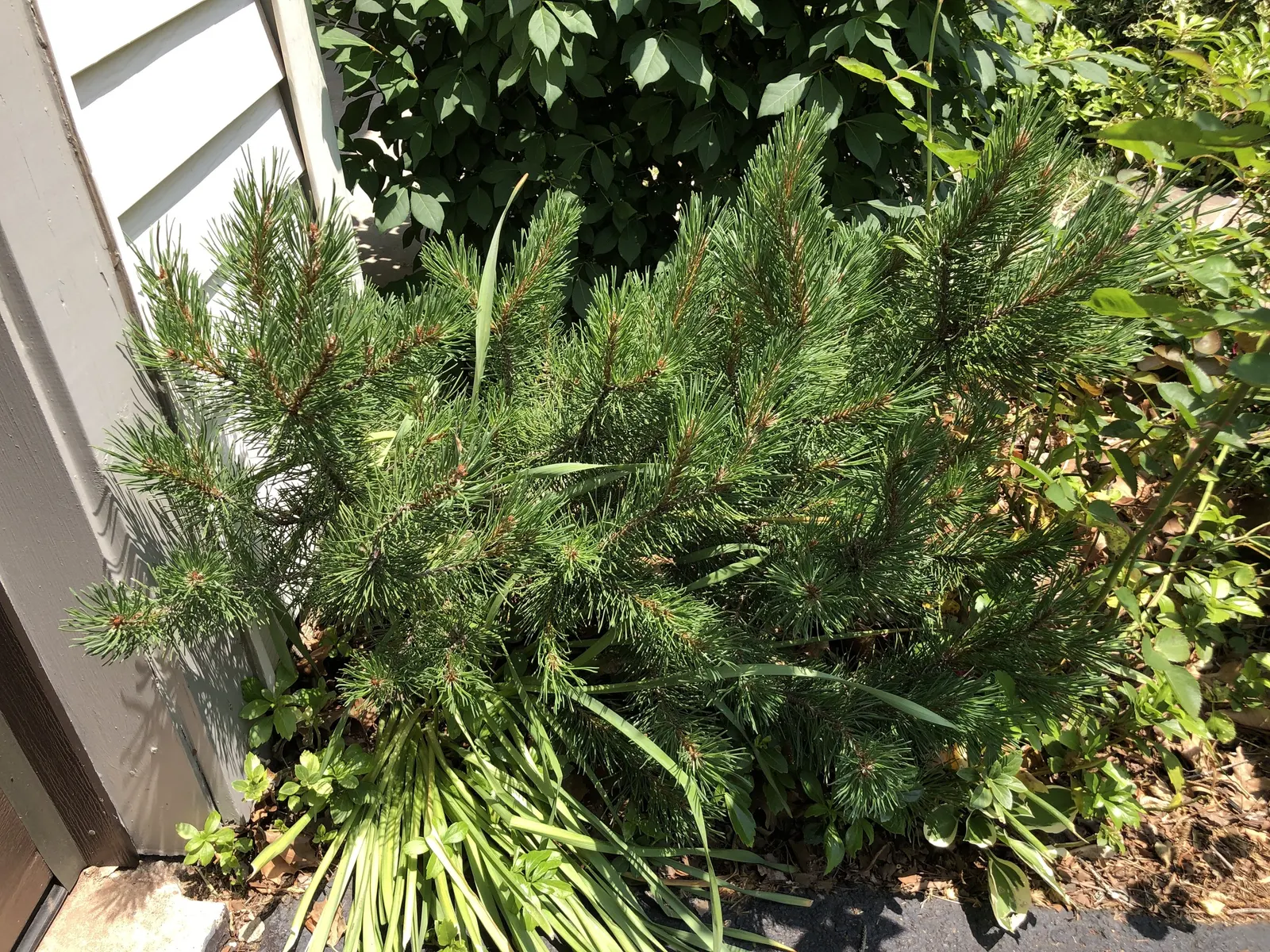 Dwarf Mugo Pine (Pinus Mugo Mugo) — These sturdy needles are presented in pairs, offering a lush and robust texture throughout the year; its dense, image 47