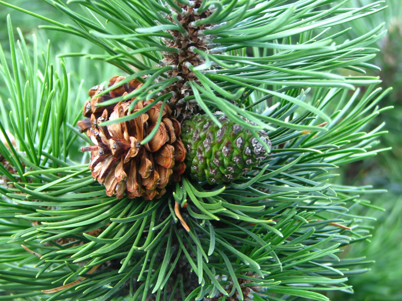 Dwarf Mugo Pine (Pinus Mugo Mugo) — is a compact conifer that adds evergreen structure and resilience to any landscape design; it reaches 3-5 feet, image 42
