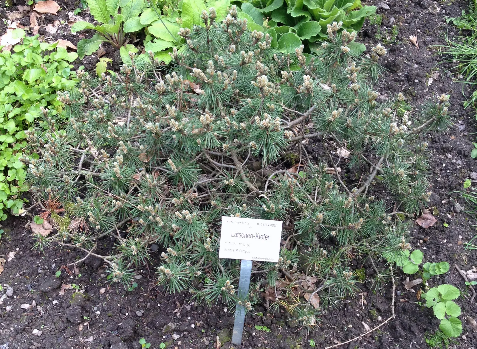 Dwarf Mugo Pine (Pinus Mugo Mugo) — and resistant to drought and pests; it is drought-tolerant once established, image 73