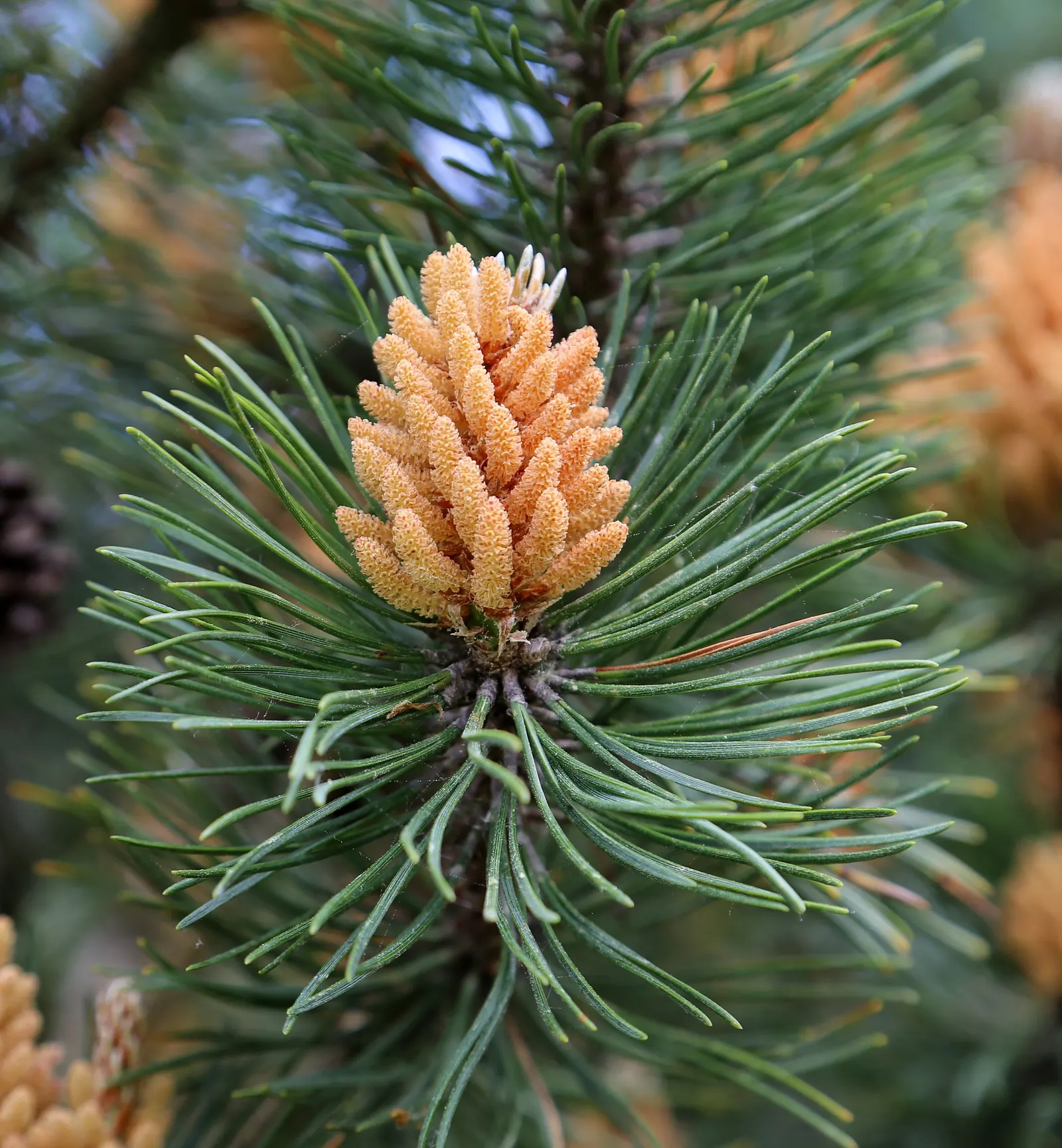 Dwarf Mugo Pine (Pinus Mugo Mugo) — It is drought-tolerant once established; conifer / shrub for full or half, image 66