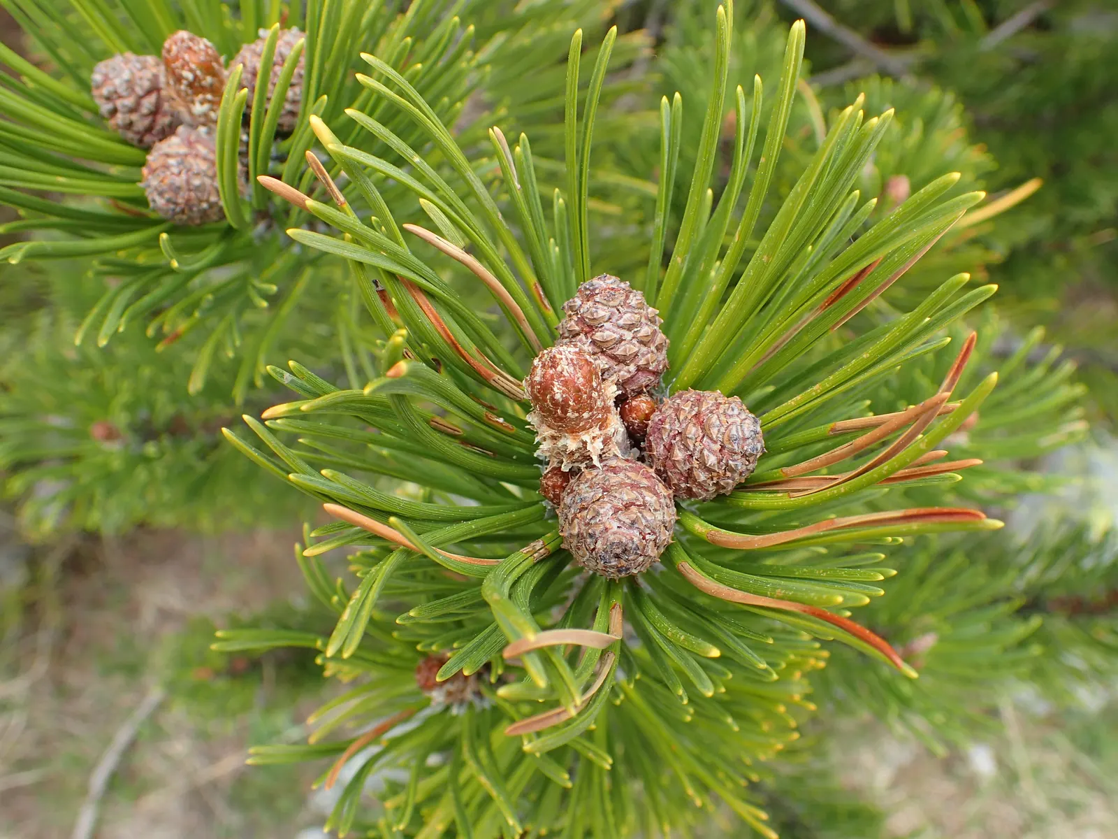 Dwarf Mugo Pine (Pinus Mugo Mugo) — This particular cultivar stands out for its uniformly dense, image 43