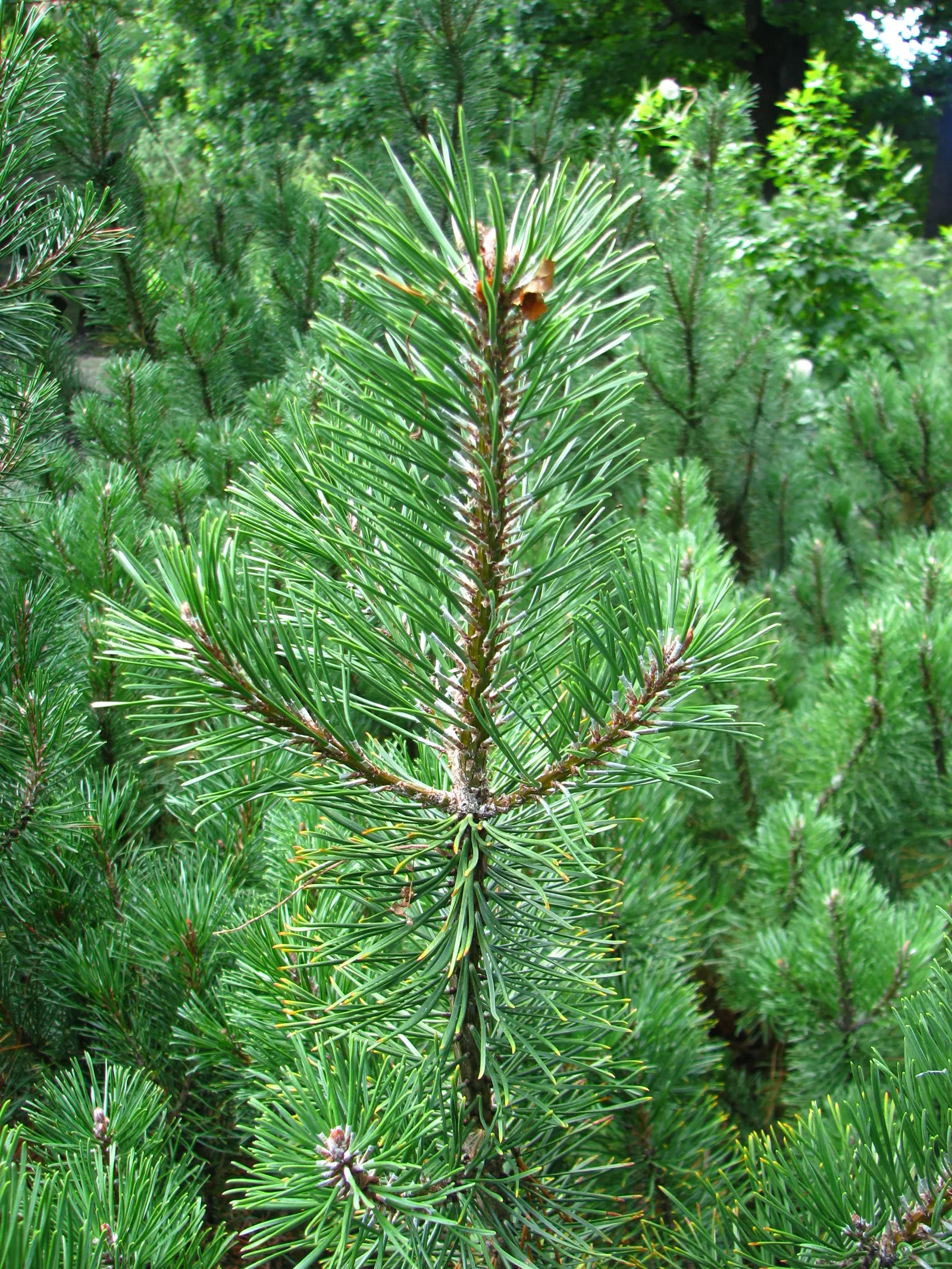 Dwarf Mugo Pine (Pinus Mugo Mugo) — scientifically named Pinus mugo mugo