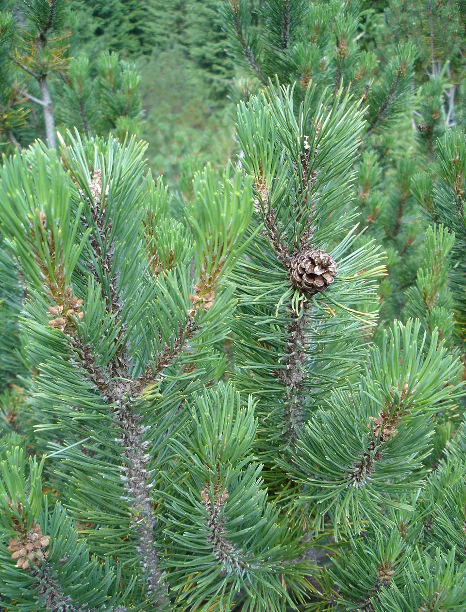 Dwarf Mugo Pine (Pinus Mugo Mugo) — it's versatile in various soil types; is a compact conifer that adds evergreen structure and resilience to any, image 72