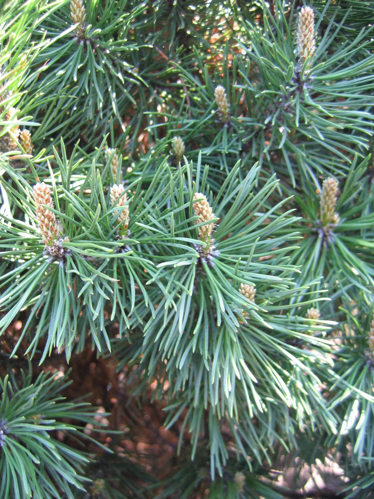 Dwarf Mugo Pine (Pinus Mugo Mugo) — with each needle measuring up to 2 inches in length; these sturdy needles are presented in pairs, offering a lush and