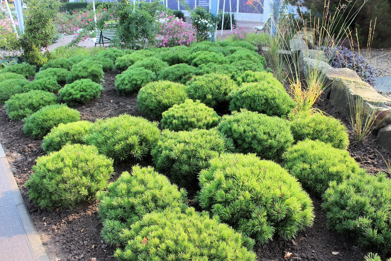 Dwarf Mugo Pine (Pinus Mugo Mugo) — roughly 2 to 4 inches per year; making it a reliable choice for diverse landscape designs, image 62