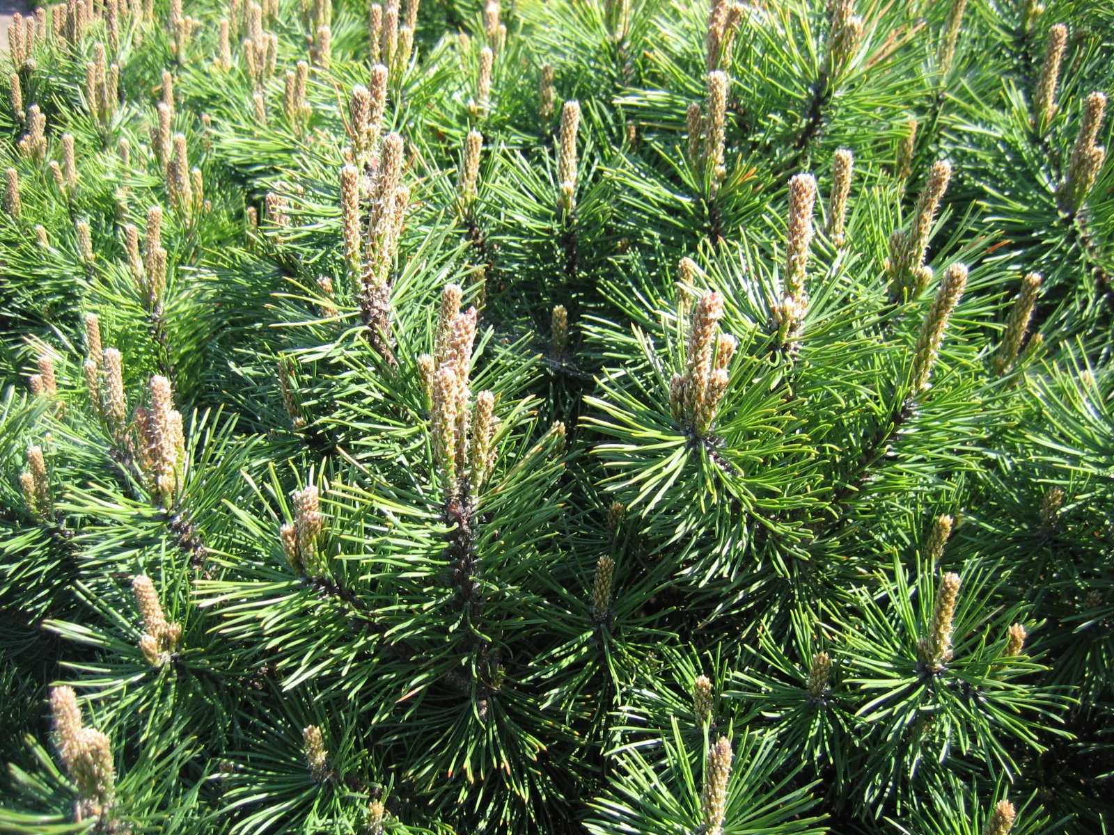 Dwarf Mugo Pine (Pinus Mugo Mugo) — scientifically named Pinus mugo mugo; with each needle measuring up to 2 inches in length