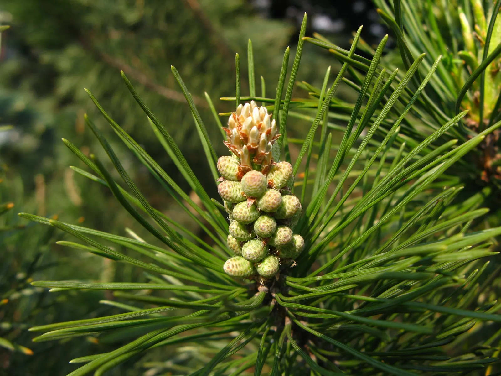 Dwarf Mugo Pine (Pinus Mugo Mugo) — conifer / shrub for full or half; the Dwarf Mugo Pine thrives in USDA zones 2-8 and prefers full sun to partial, image 68