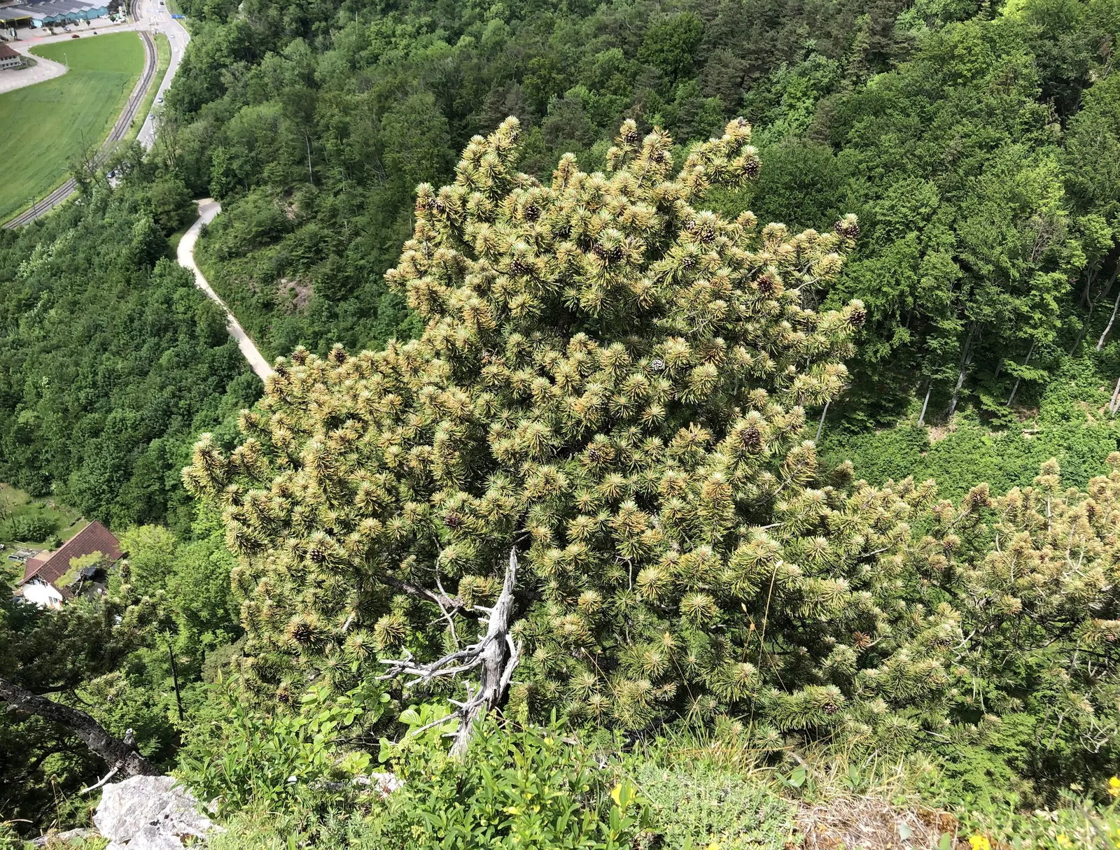 Dwarf Mugo Pine (Pinus Mugo Mugo) — scientifically named Pinus mugo mugo; with each needle measuring up to 2 inches in length, image 58