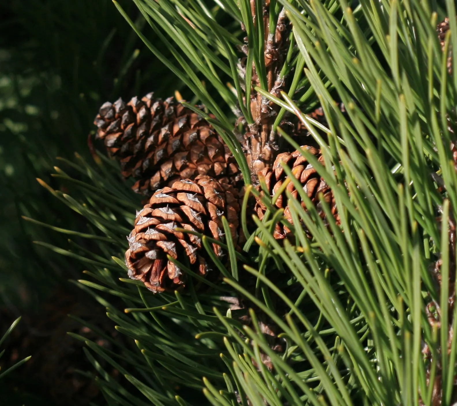 Dwarf Mugo Pine (Pinus Mugo Mugo) — with each needle measuring up to 2 inches in length