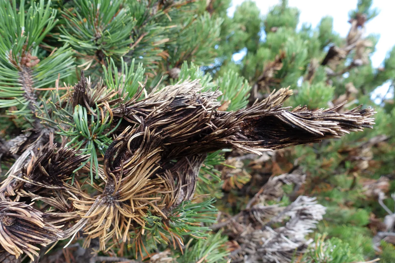 Dwarf Mugo Pine (Pinus Mugo Mugo) — the Dwarf Mugo Pine thrives in USDA zones 2-8 and prefers full sun to partial shade; reaching a mature size of