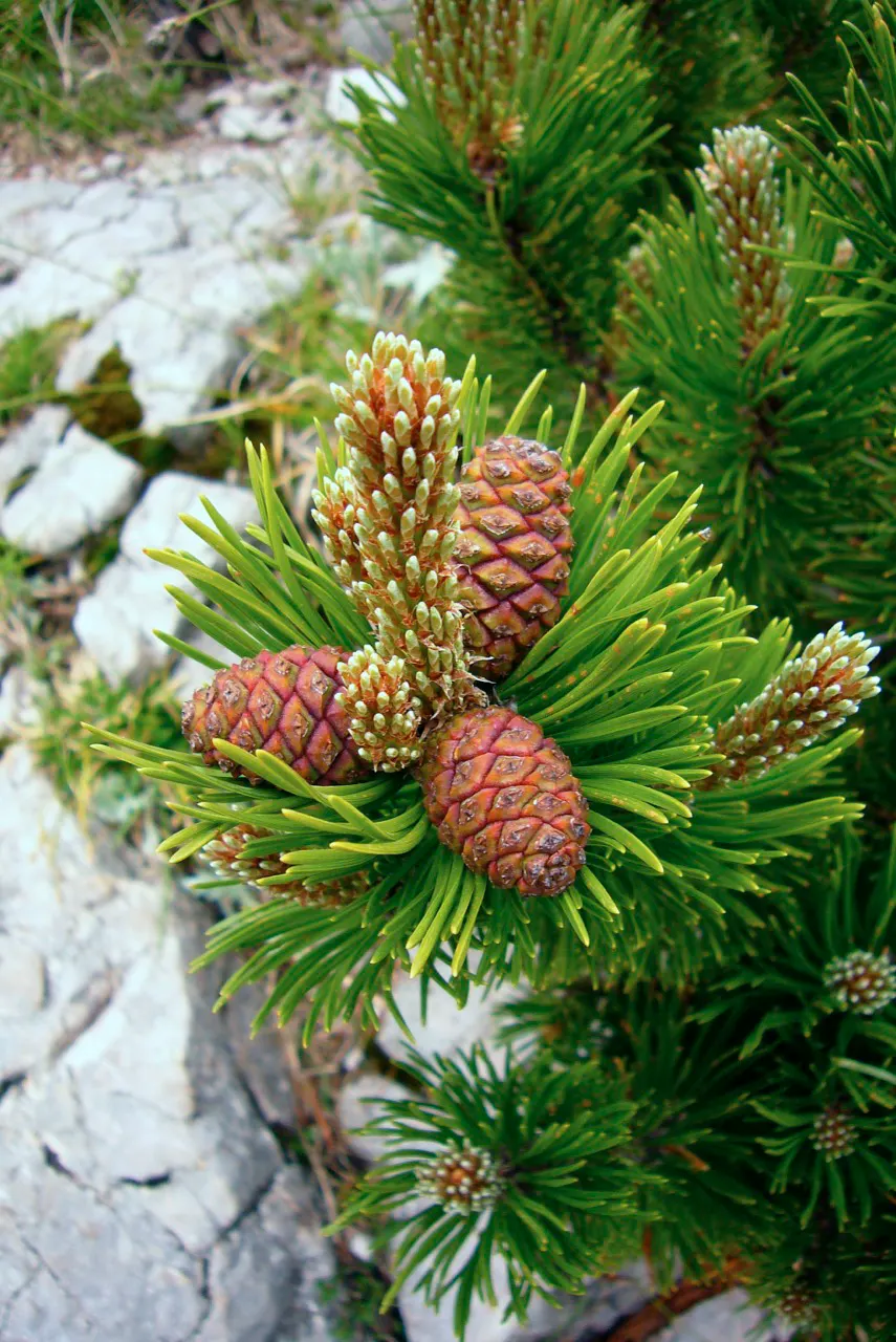 Dwarf Mugo Pine (Pinus Mugo Mugo) — These sturdy needles are presented in pairs, offering a lush and robust texture throughout the year