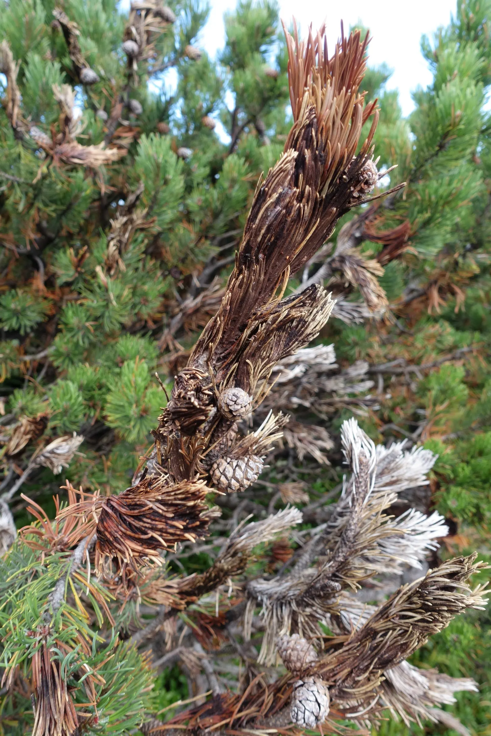 Dwarf Mugo Pine (Pinus Mugo Mugo) — roughly 2 to 4 inches per year; making it a reliable choice for diverse landscape designs