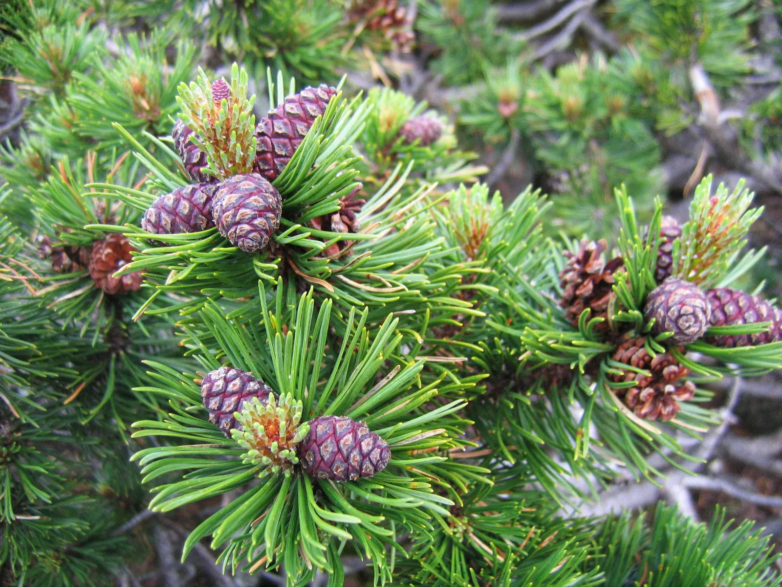 Dwarf Mugo Pine (Pinus Mugo Mugo) — Its dense, dark green needles provide a lush texture while its slow growth rate ensures low maintenance; the Dwarf Mugo