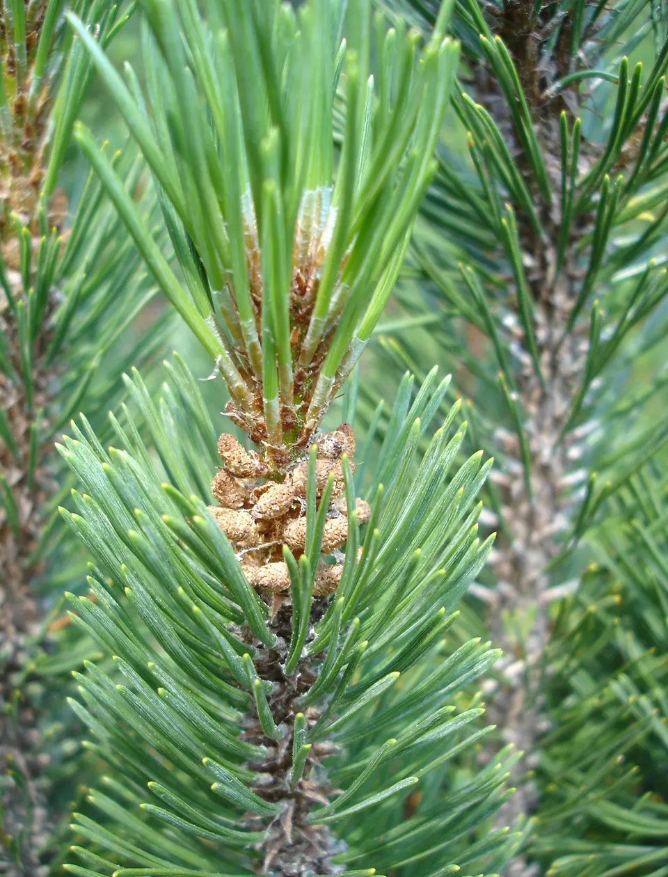 Dwarf Mugo Pine (Pinus Mugo Mugo) — It reaches 3-5 feet in height and spreads 4-6 feet, well-suited for small spaces; roughly 2 to 4 inches per year, image 53