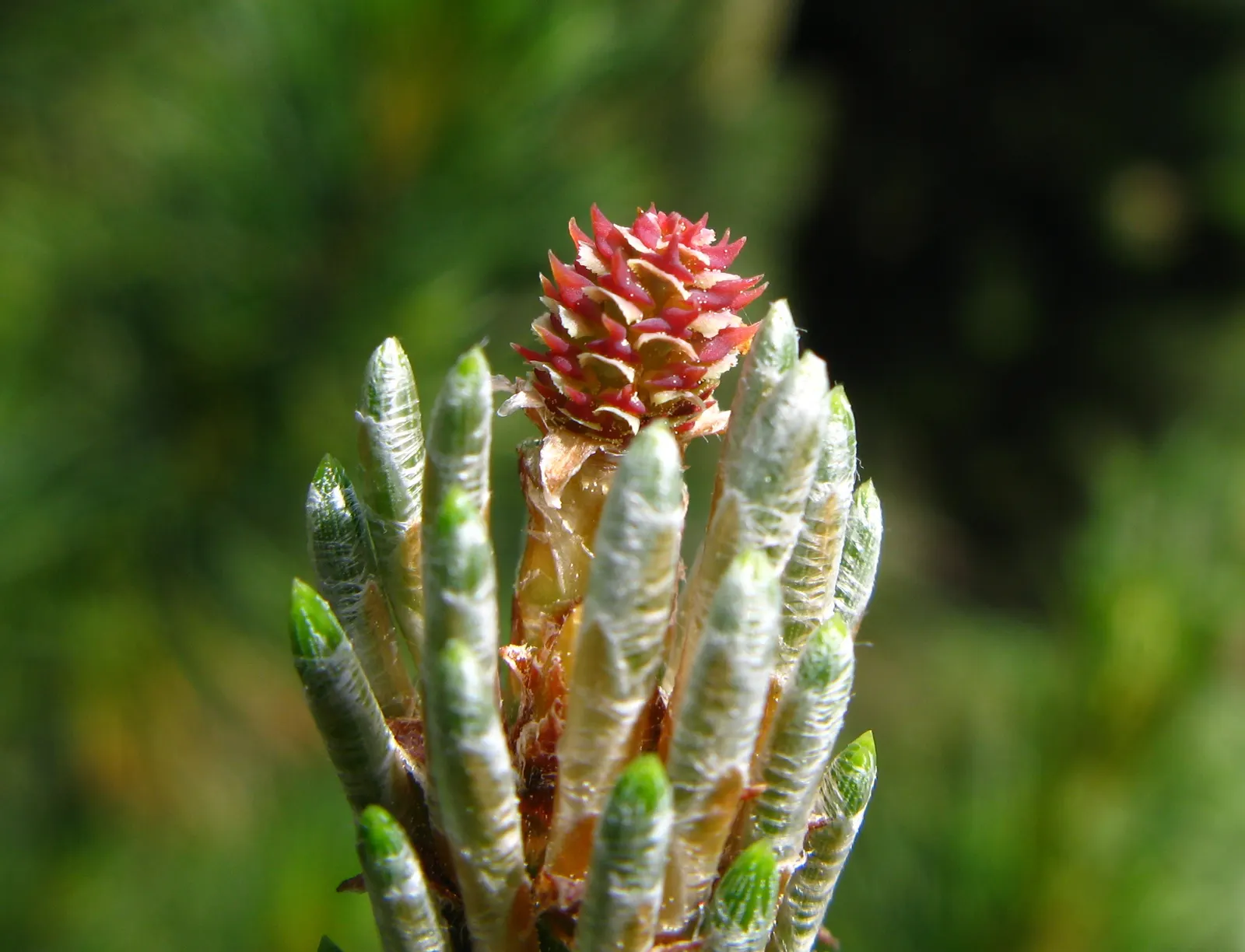 Dwarf Mugo Pine (Pinus Mugo Mugo) — is a compact conifer that adds evergreen structure and resilience to any landscape design; it reaches 3-5 feet, image 59