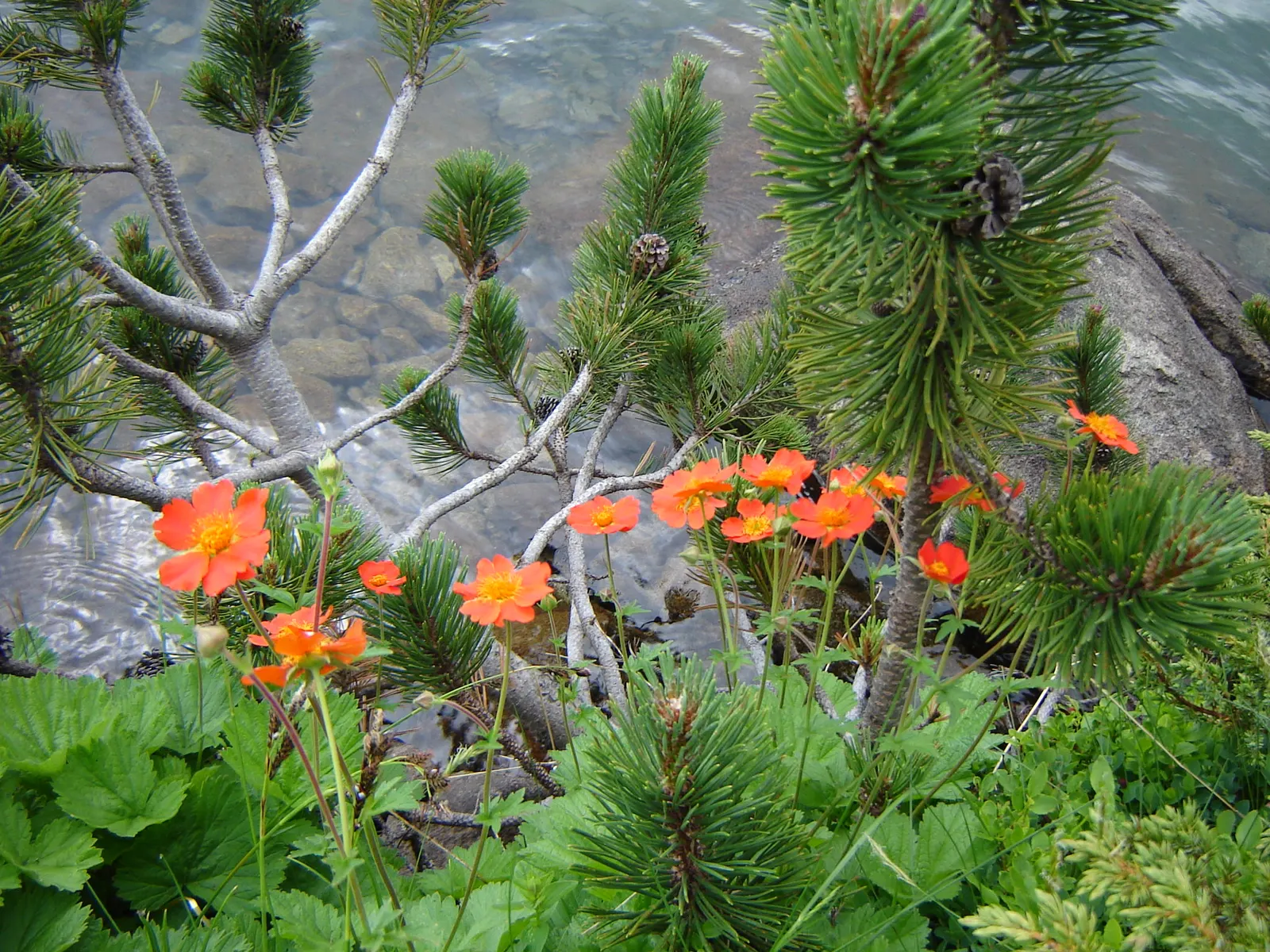 Dwarf Mugo Pine (Pinus Mugo Mugo) — The Dwarf Mugo Pine (Pinus mugo 'Mugo') is a compact conifer offering year-round interest