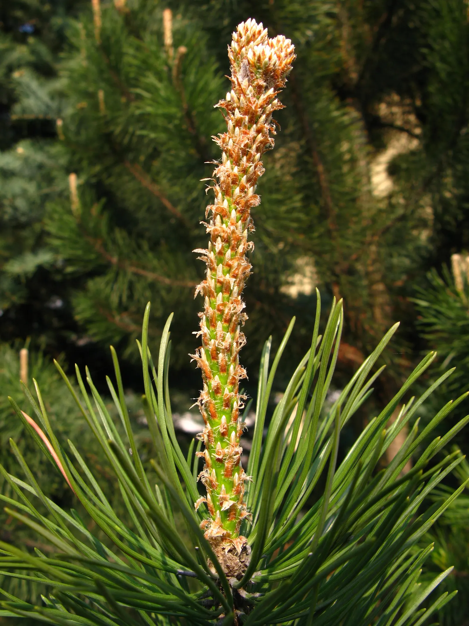 Dwarf Mugo Pine (Pinus Mugo Mugo) — Its dense, dark green needles provide a lush texture while its slow growth rate ensures low maintenance; the, image 37