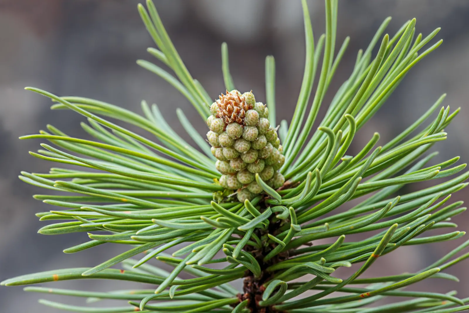 Dwarf Mugo Pine (Pinus Mugo Mugo) — scientifically named Pinus mugo mugo; with each needle measuring up to 2 inches in length, image 75