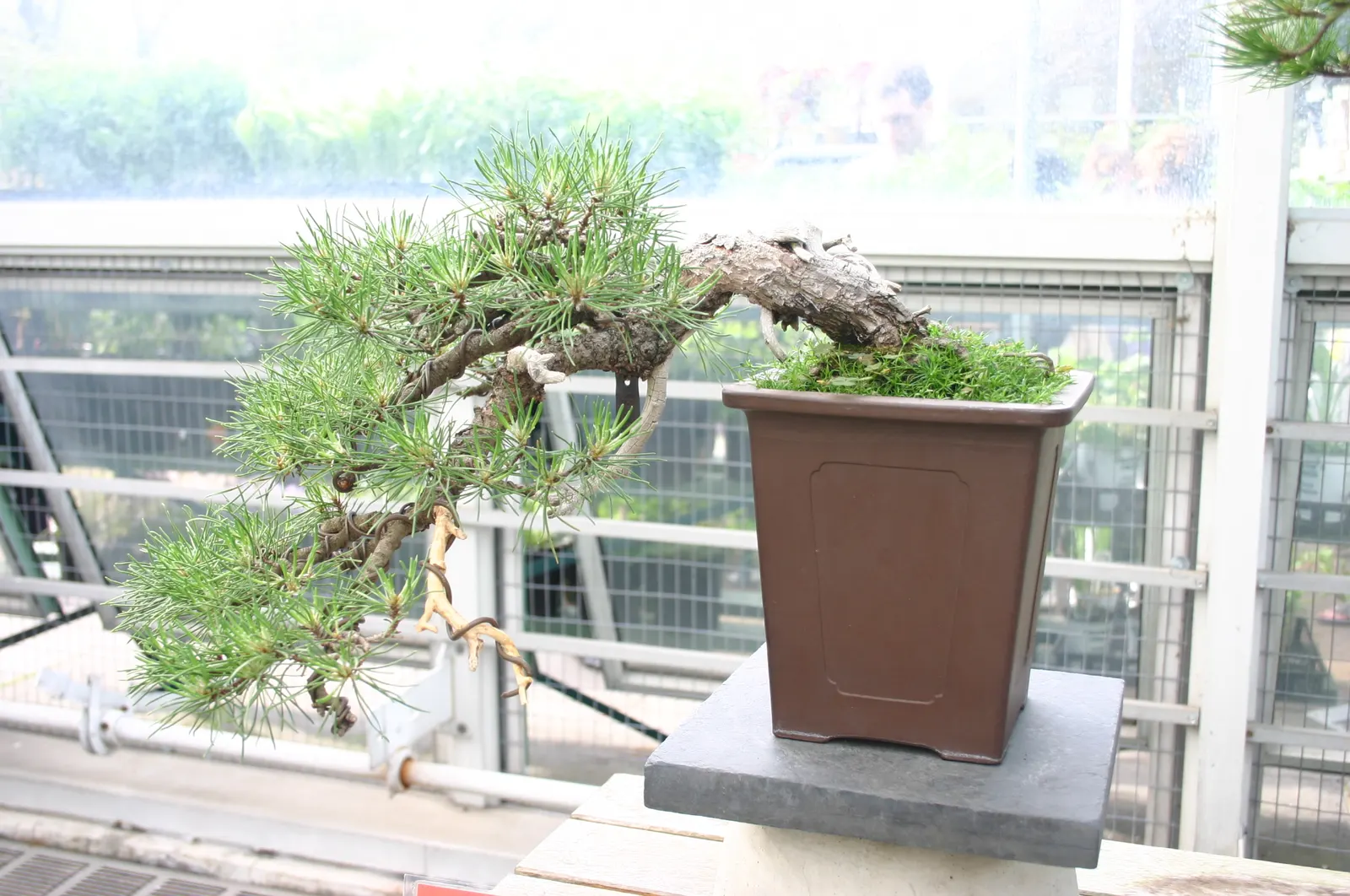 Dwarf Mugo Pine (Pinus Mugo Mugo) — it's versatile in various soil types; is a compact conifer that adds evergreen structure and resilience to any, image 55