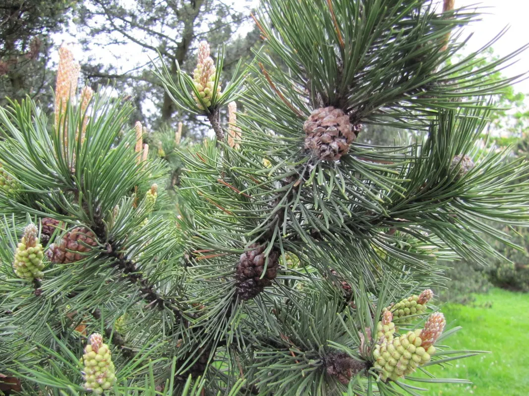Dwarf Mugo Pine (Pinus Mugo Mugo) — These sturdy needles are presented in pairs, offering a lush and robust texture throughout the year; its dense, dark green