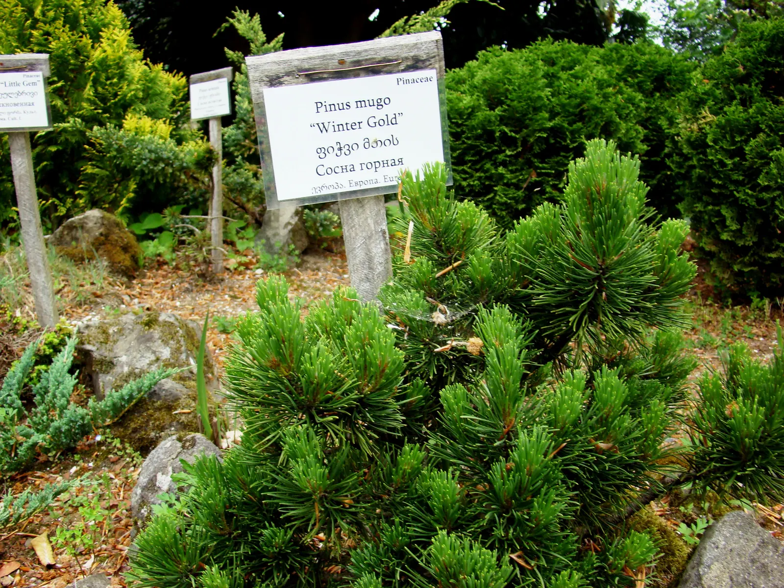 Dwarf Mugo Pine (Pinus Mugo Mugo) — This particular cultivar stands out for its uniformly dense, image 60
