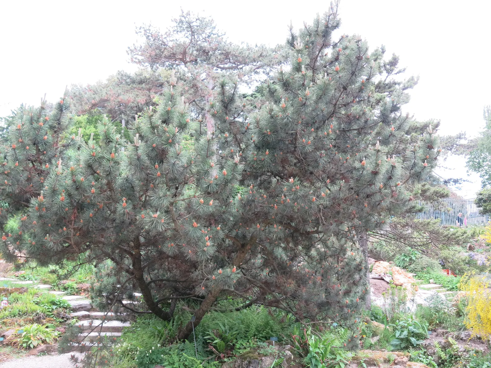 Dwarf Mugo Pine (Pinus Mugo Mugo) — The Dwarf Mugo Pine (Pinus mugo 'Mugo') is a compact conifer offering year-round interest; it's versatile in various soil