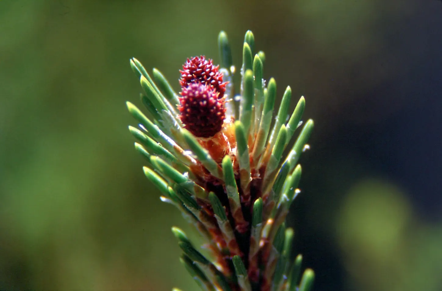 Dwarf Mugo Pine (Pinus Mugo Mugo) — Its dense, dark green needles provide a lush texture while its slow growth rate ensures low maintenance; the, image 71