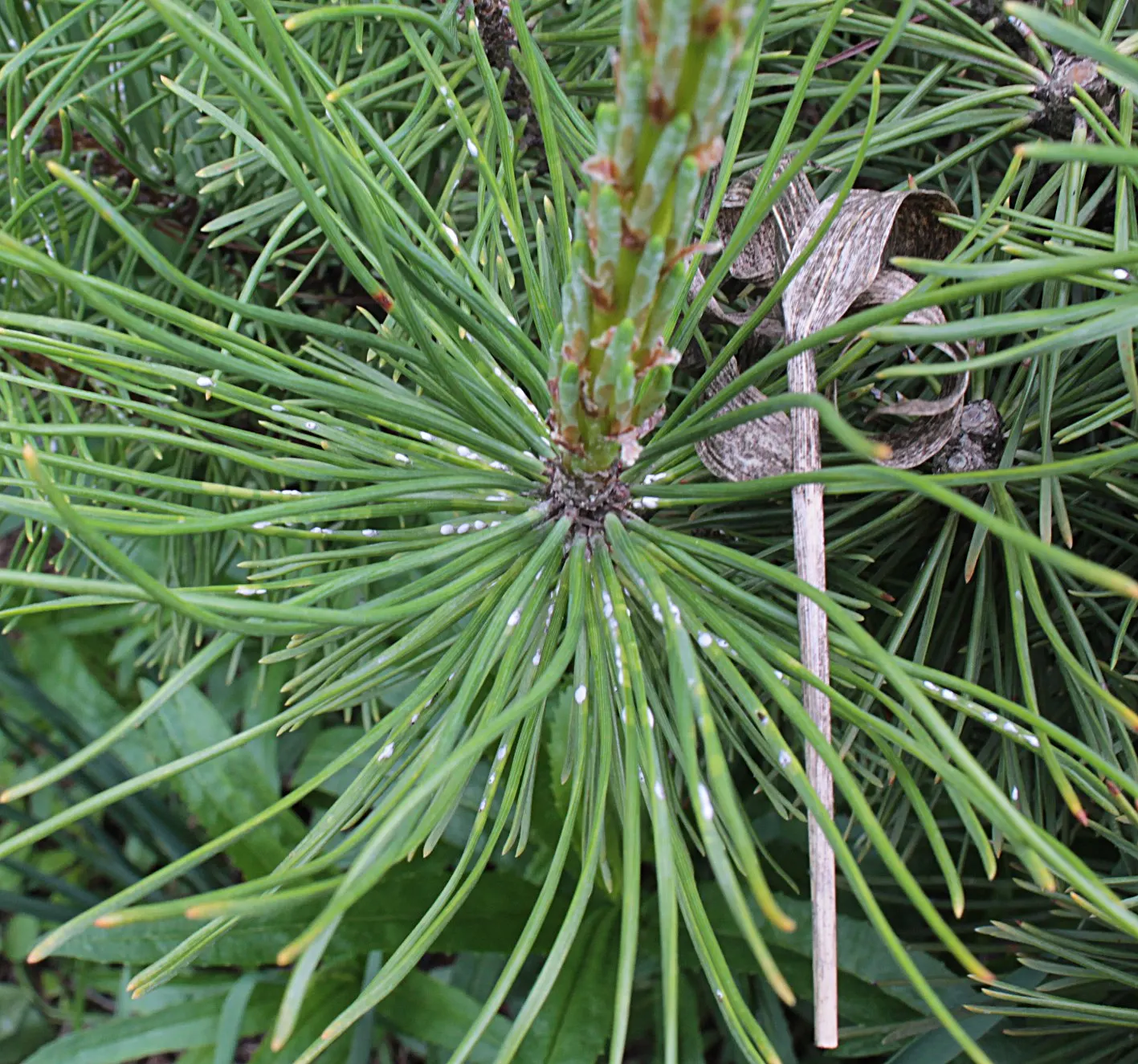 Dwarf Mugo Pine (Pinus Mugo Mugo) — designers should consider spacing these pines at least 3 to 4 feet apart to allow sufficient room for growth, image 67
