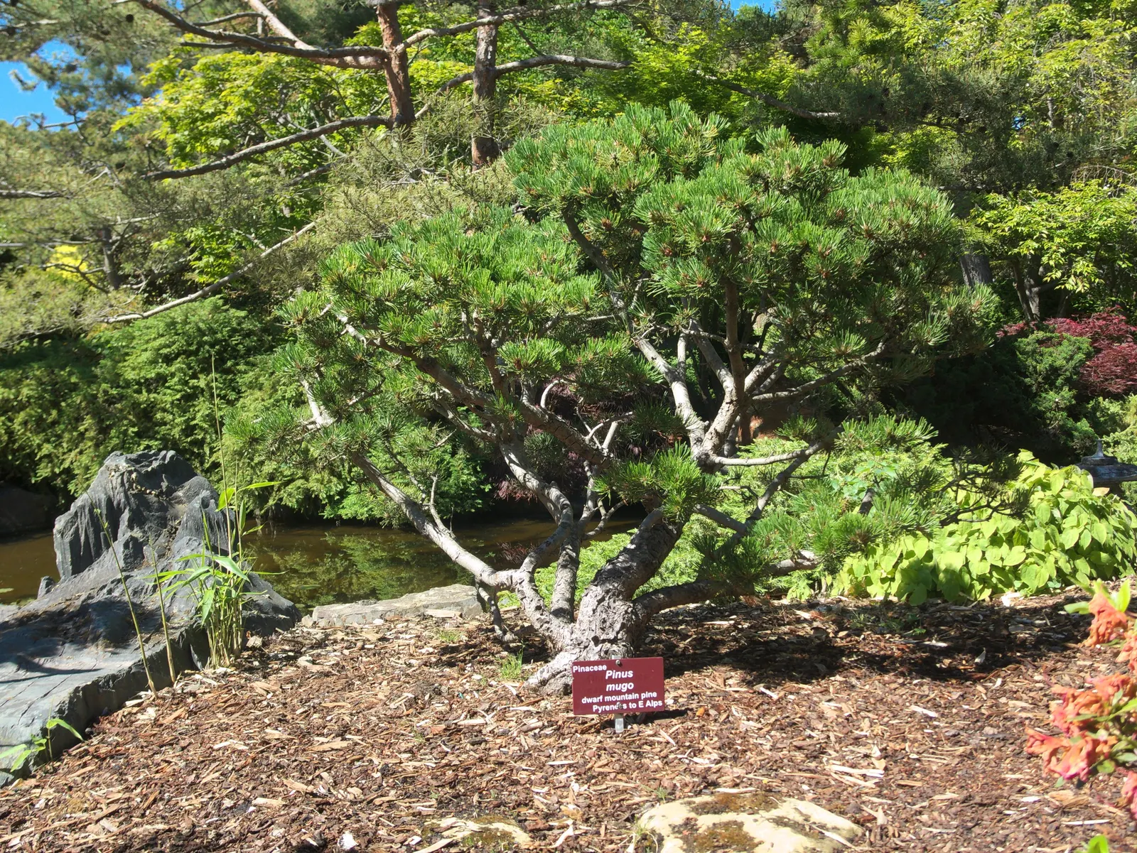 Dwarf Mugo Pine (Pinus Mugo Mugo) — is a compact conifer that adds evergreen structure and resilience to any landscape design; it reaches 3-5 feet, image 76