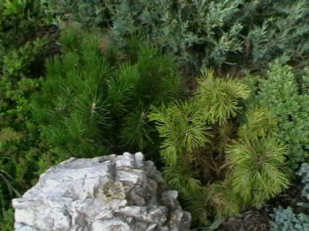 Dwarf Mugo Pine (Pinus Mugo Mugo) — scientifically named Pinus mugo mugo; with each needle measuring up to 2 inches in length, image 41
