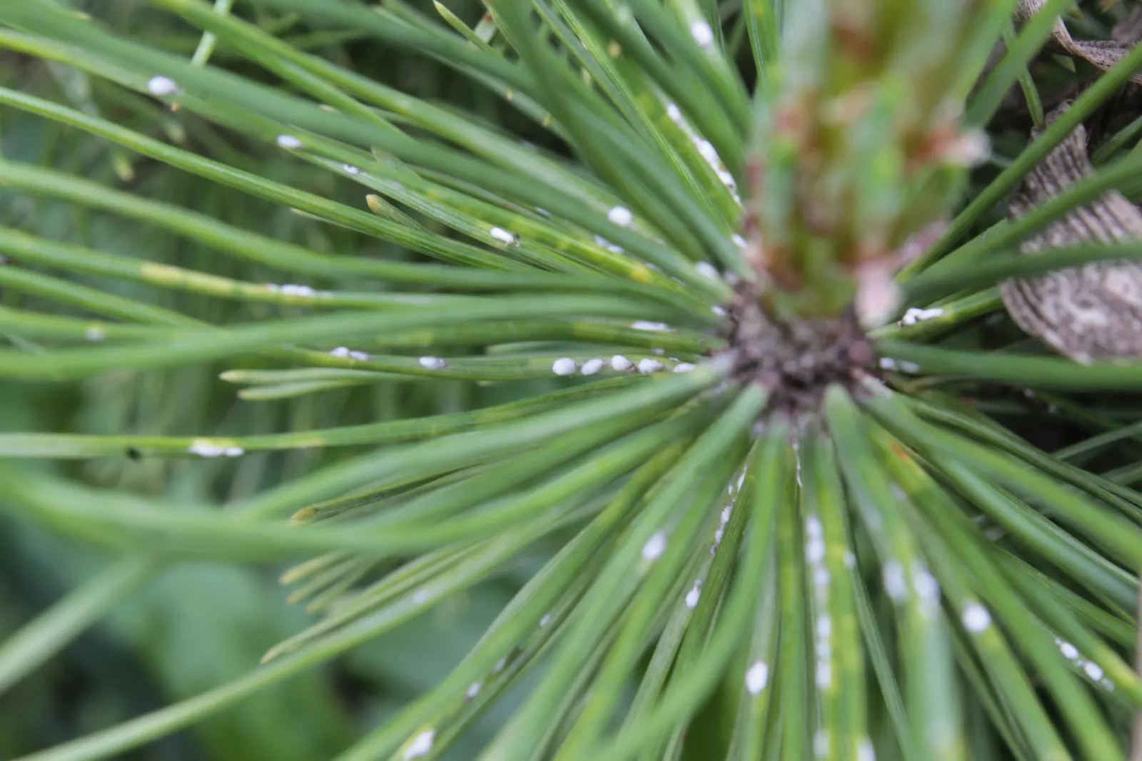Dwarf Mugo Pine (Pinus Mugo Mugo) — and resistant to drought and pests; it is drought-tolerant once established