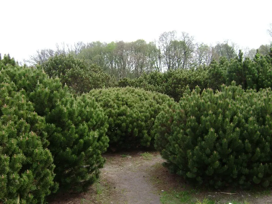 Dwarf Mugo Pine (Pinus Mugo Mugo) — is a compact conifer that adds evergreen structure and resilience to any landscape design