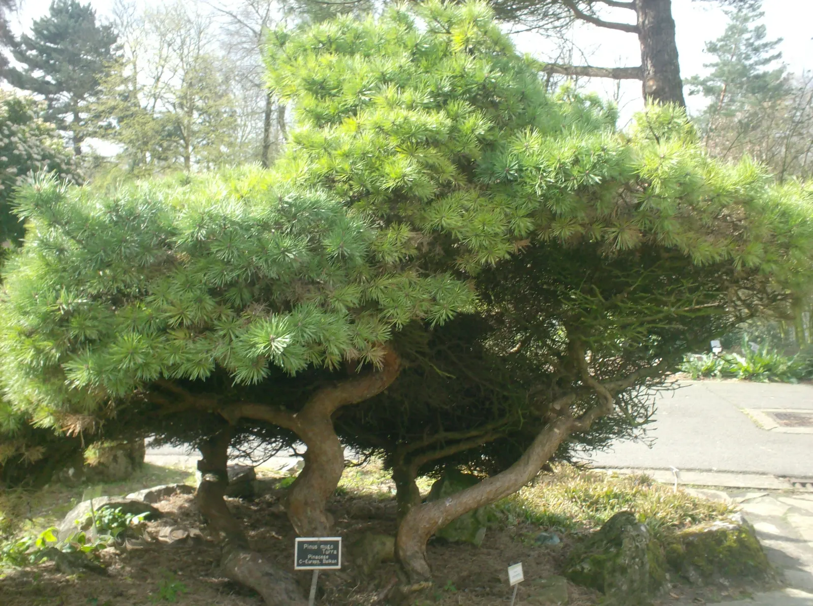 Dwarf Mugo Pine (Pinus Mugo Mugo) — reaching a mature size of approximately 3 to 5 feet in height with a similar spread; designers should consider, image 61