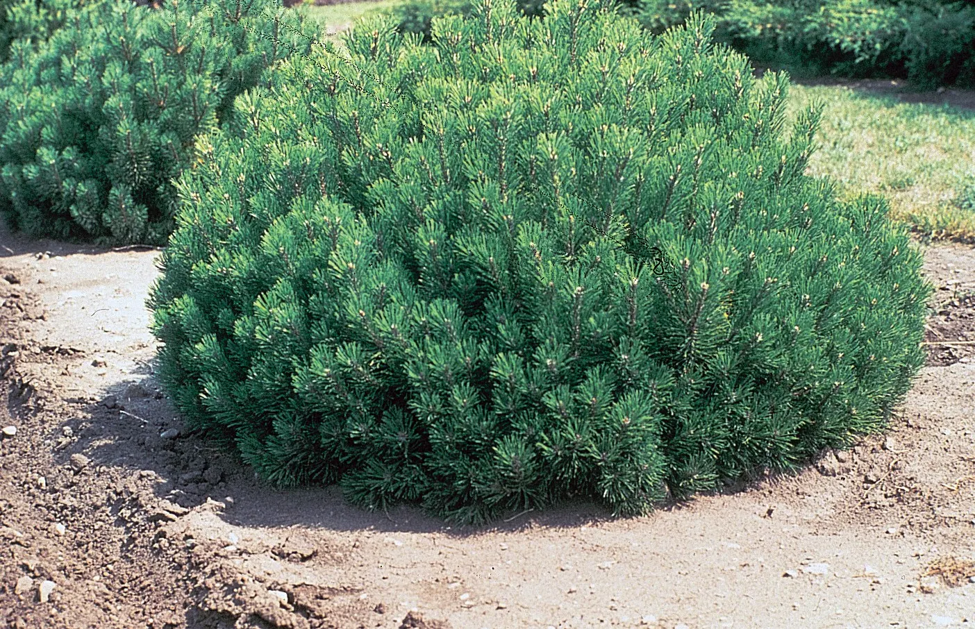 Dwarf Mugo Pine (Pinus Mugo Mugo) — the Dwarf Mugo Pine thrives in USDA zones 2-8 and prefers full sun to partial shade; reaching a mature size of, image 48