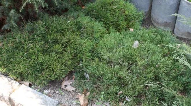 Dwarf Mugo Pine (Pinus Mugo Mugo) — and resistant to drought and pests; it is drought-tolerant once established, image 39