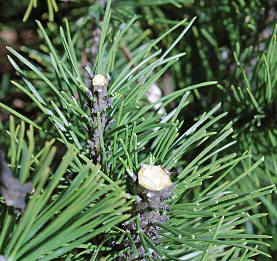 Dwarf Mugo Pine (Pinus Mugo Mugo) — reaching a mature size of approximately 3 to 5 feet in height with a similar spread; designers should consider, image 44